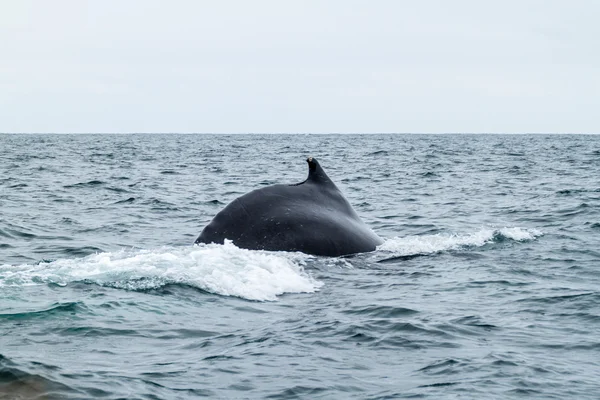 Humpback Whale Machalilla National Park Ecuador — Stock Photo, Image
