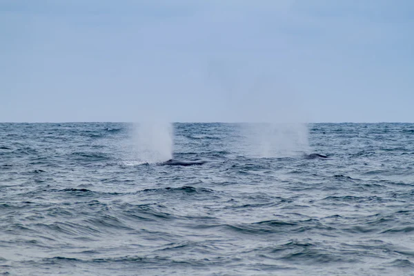 Humpback Valaat Machalillan Kansallispuistossa Ecuadorissa — kuvapankkivalokuva