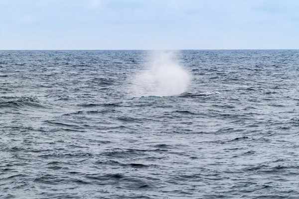 Humpback Whale Megaptera Novaeangliae Machalilla National Park Ecuador — Stock Photo, Image