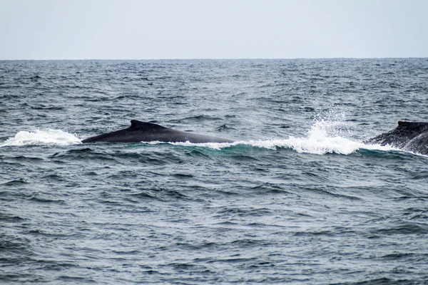 Humpback Whales Megaptera Novaeangliae Machalilla National Park Ecuador — Stock Photo, Image