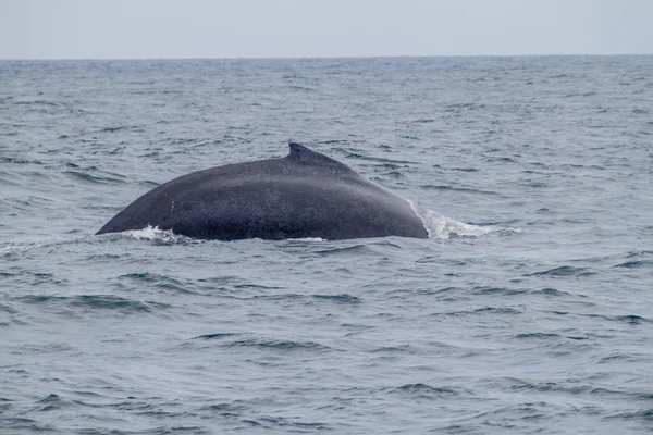 Humpback Whale Megaptera Novaeangliae Machalilla National Park Ecuador — Stock Photo, Image