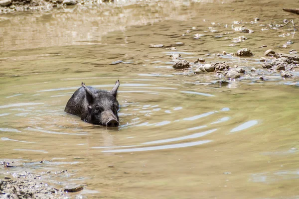 Свиня Поблизу Agua Бланка Села Національному Парку Machalilla Еквадор — стокове фото