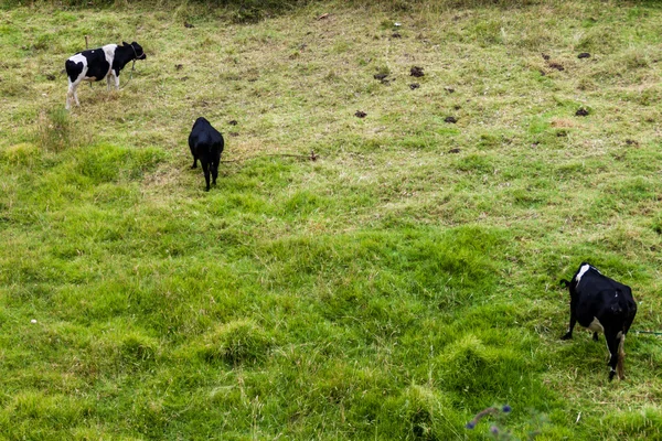 Βόσκει Αγελάδες Στο Εκουαδόρ Φόντο — Φωτογραφία Αρχείου