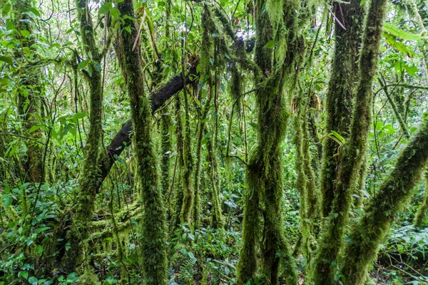 Floresta Nuvens Parque Nacional Podocarpus Sul Equador — Fotografia de Stock