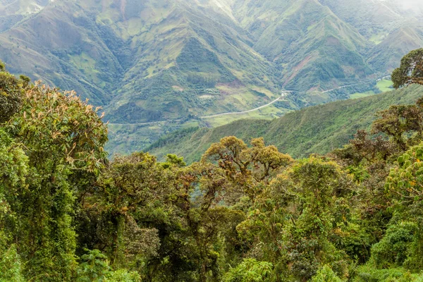 Bosque Nuboso Parque Nacional Podocarpus Sur Ecuador — Foto de Stock