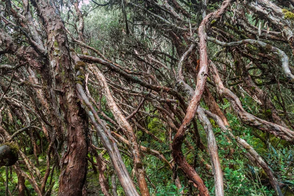 Lasu Polylepis Drzew Parku Narodowym Cajas Ekwador — Zdjęcie stockowe