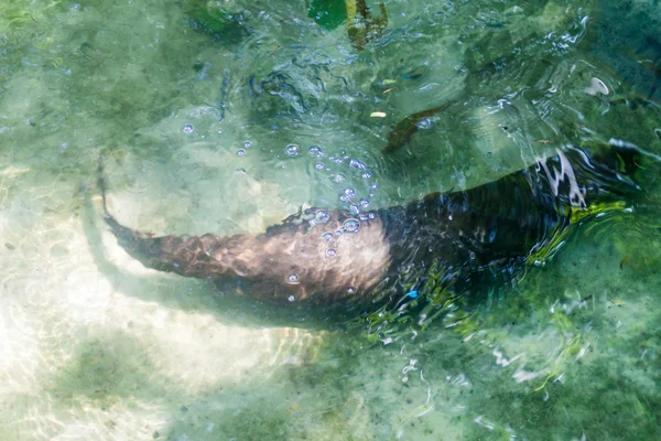 Loutre Rivière Néotropicale Lontra Longicaudis Dans Amazon Manatee Rescue Center — Photo