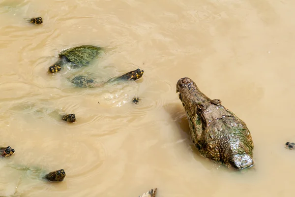 Broasca Țestoasă Amazoniană Pete Galbene Podocnemis Unifilis Caiman Caiman Crocodilus — Fotografie, imagine de stoc