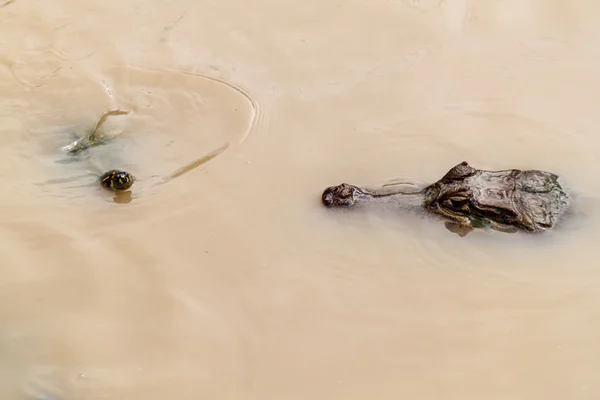 Sárga Foltos Amazonas Teknős Podocnemis Unifilis Pápaszemes Kajmán Kajmán Crocodilus — Stock Fotó