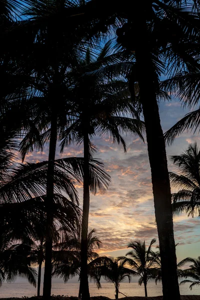 Palms Beach Kourou French Guiana — Stock Photo, Image