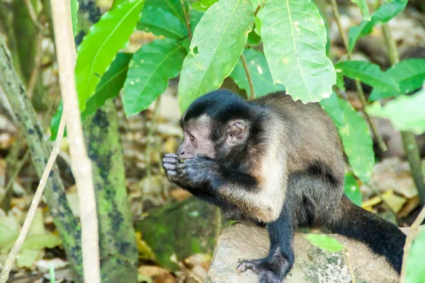 Mono Capuchino Ile Royale Una Las Islas Iles Salut Islas — Foto de Stock