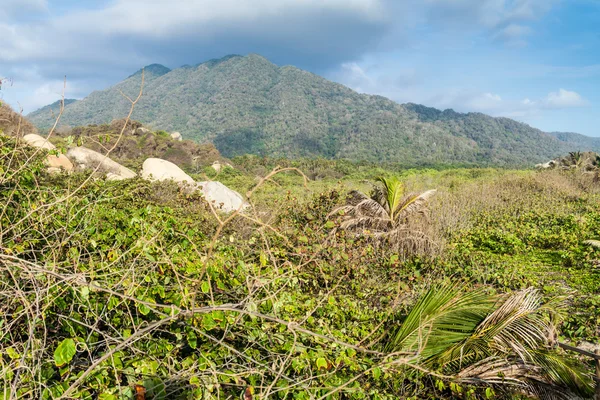 Selva Parque Nacional Tayrona Colombia — Foto de Stock