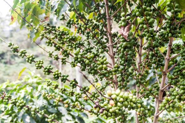 Detail Kávovník Plantáž Poblíž Manizales Kolumbie — Stock fotografie