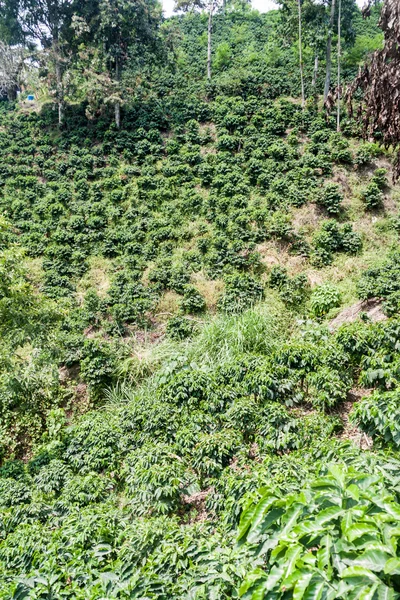 Kaffeeplantage Der Nähe Von Manizales Kolumbien — Stockfoto