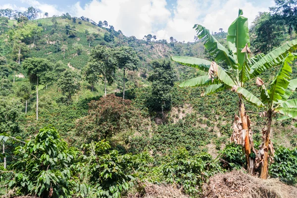 Káva Plantantion Poblíž Manizales Kolumbie — Stock fotografie