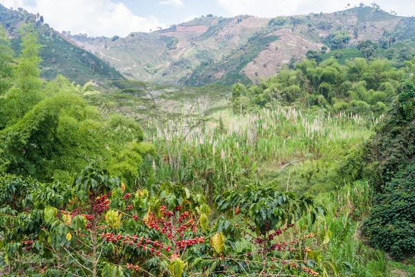 Kávé Plantantion Közelében Manizales Kolumbia — Stock Fotó