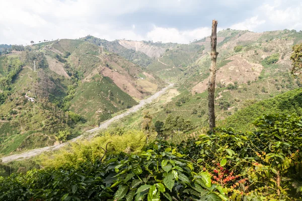 Kávé Növekvő Közelében Manizales Kolumbia — Stock Fotó
