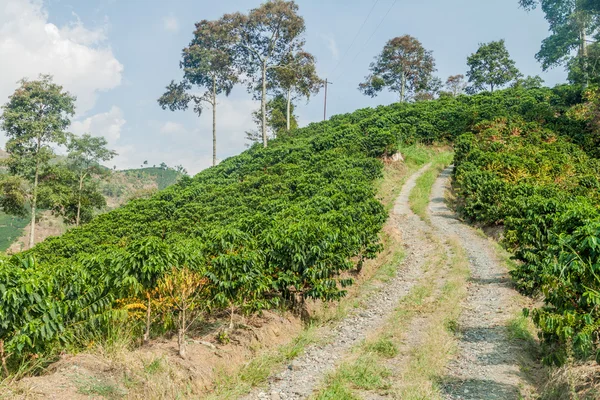 Road through coffee plantantions near Manizales, Colombia