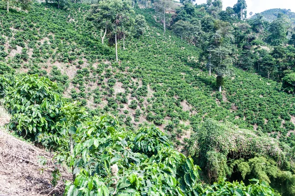 Coffee plantantion near Manizales, Colombia