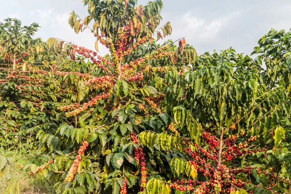 Coffee plantation near Manizales, Colombia