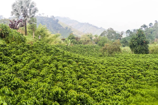 Kaffeeplantage Der Nähe Von Manizales Kolumbien — Stockfoto