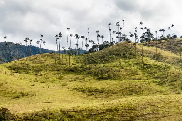 Wax Palms Cocora Valley Colombia — Stock Photo, Image