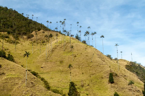 Wax Palms Cocora Valley Colombia — Stock Photo, Image