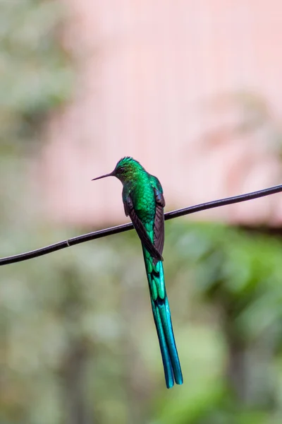 Colibrí Valle Del Cocora Colombia —  Fotos de Stock