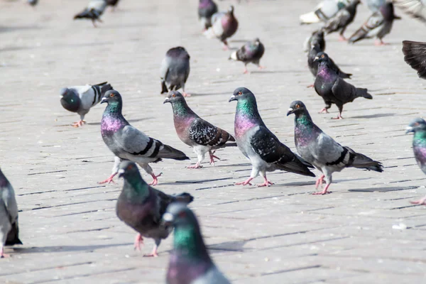 Pigeons Rue Sur Fond Ville — Photo