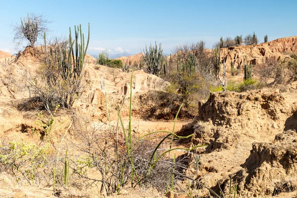 Cacti Plantas Formações Rochosas Alaranjadas Tolima Colômbia — Fotografia de Stock
