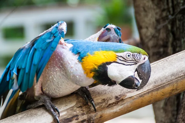 Niebieski Żółty Ara Ara Ararauna Gallineral Park San Gil Kolumbia — Zdjęcie stockowe