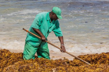 PUNTA CANA, DOMINICAN Cumhuriyet - 8 ARALIK 2018: İşçiler Bavaro sahilinde deniz yosunu temizliyor, Dominik Cumhuriyeti