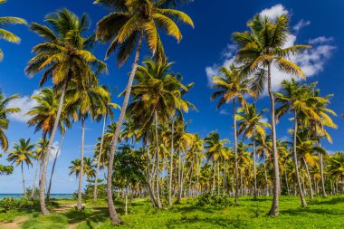 Las Galeras 'taki Palm Grove, Dominik Cumhuriyeti