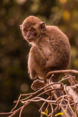 Kinabatangan nehri yakınlarındaki Macaque, Sabah, Malezya