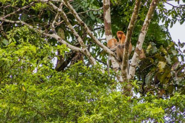 Kinabatangan nehri yakınlarındaki Proboscis maymunları (Nasalis larvatus), Sabah, Malezya