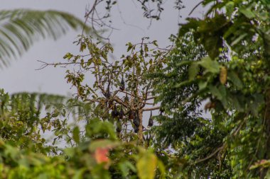 Uçan tilkiler (meyve yarasaları) Kinabatangan nehri yakınlarındaki bir ağaçta, Sabah, Malezya