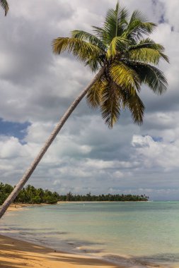 Palm on a beach in Las Terrenas, Dominik Cumhuriyeti