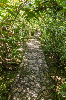 Puerto Plata, Dominik Cumhuriyeti 'nin yukarısındaki Pico Isabel de Torres dağındaki Botanik Bahçeleri yolu.