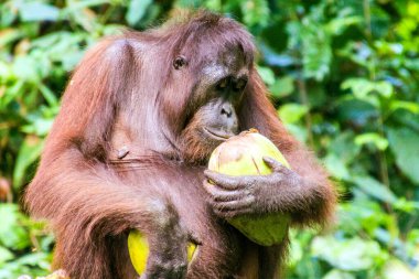 Bornean orangutan (Pongo pygmaeus) in Sepilok Orangutan Rehabilitation Centre, Borneo island, Malaysia clipart