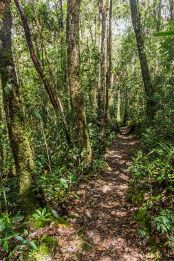 Kinabalu Park, Sabah, Malezya 'da yürüyüş parkında