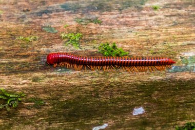Niah Ulusal Parkı, Malezya 'da Trachelomegalus kırkayağı
