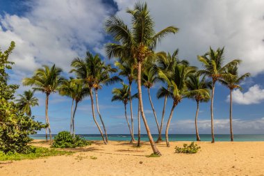 Palmiyeler Las Terrenas, Dominik Cumhuriyeti 'nde bir plajda