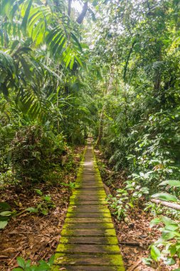 Bako Milli Parkı 'ndaki sahil yürüyüşü, Sarawak, Malezya