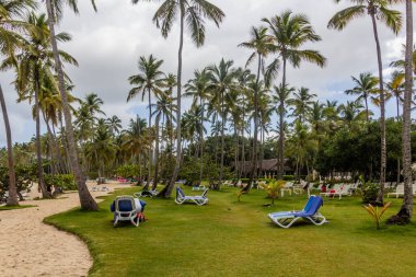 Las Galeras, Dominik Cumhuriyeti 'nde bir plajda palmiyeler