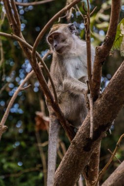Kinabatangan nehri yakınlarındaki Macaque, Sabah, Malezya