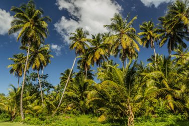 Palms in Las Terrenas, Dominik Cumhuriyeti