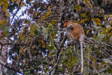 Kinabatangan nehri yakınlarındaki Proboscis maymunu (Nasalis larvatus), Sabah, Malezya