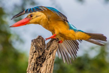 Malezya 'nın Borneo adası Kinabatangan nehri yakınlarında leylek gagalı Kingfisher (Pelargopsis capensis)