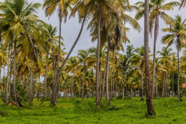 Las Galeras 'taki Palm Grove, Dominik Cumhuriyeti