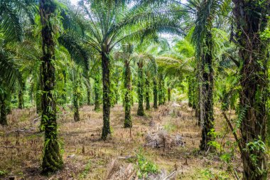 Malezya, Sarawak eyaletinde petrol palmiyesi çiftliği